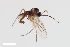  ( - ZFMK-TIS-2541787)  @11 [ ] CreativeCommons  Attribution Share-Alike (by-sa) 384 (2015) Unspecified Zoologisches Forschungsmuseum Alexander Koenig