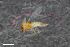  (Parakiefferiella fennica - ZFMK-TIS-2542796)  @11 [ ] CreativeCommons  Attribution Share-Alike (by-sa) 384 (2015) Unspecified Zoologisches Forschungsmuseum Alexander Koenig