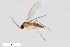  (Alpinosciara infera - ZFMK-TIS-2544848)  @11 [ ] CreativeCommons  Attribution Share-Alike (by-sa) 384 (2015) Unspecified Zoologisches Forschungsmuseum Alexander Koenig