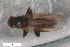  ( - ZFMK-TIS-2545611)  @11 [ ] CreativeCommons  Attribution Share-Alike (by-sa) 384 (2017) Unspecified Zoologisches Forschungsmuseum Alexander Koenig