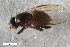  ( - ZFMK-TIS-2545633)  @11 [ ] CreativeCommons  Attribution Share-Alike (by-sa) 384 (2017) Unspecified Zoologisches Forschungsmuseum Alexander Koenig