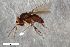  (Spelobia talis - ZFMK-TIS-2545635)  @11 [ ] CreativeCommons  Attribution Share-Alike (by-sa) 384 (2017) Unspecified Zoologisches Forschungsmuseum Alexander Koenig
