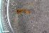  (Trichocera parva - ZFMK-TIS-2545685)  @11 [ ] CreativeCommons  Attribution Share-Alike (by-sa) 384 (2017) Unspecified Zoologisches Forschungsmuseum Alexander Koenig