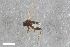  (Megaselia spinolabella - ZFMK-TIS-2546725)  @11 [ ] CreativeCommons  Attribution Share-Alike (by-sa) 384 (2015) Unspecified Zoologisches Forschungsmuseum Alexander Koenig