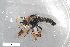  (Cyrtopogon maculipennis - ZFMK-TIS-2546848)  @11 [ ] CreativeCommons  Attribution Share-Alike (by-sa) 384 (2015) Unspecified Zoologisches Forschungsmuseum Alexander Koenig