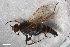  ( - ZFMK-TIS-2547317)  @11 [ ] CreativeCommons  Attribution Share-Alike (by-sa) 384 (2018) Unspecified Zoologisches Forschungsmuseum Alexander Koenig
