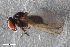  (Priscoearomyia bausenbergensis - ZFMK-TIS-2575291)  @11 [ ] CreativeCommons  Attribution Share-Alike (by-sa) 640 (2016) Unspecified Zoologisches Forschungsmuseum Alexander Koenig
