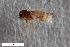  (Smittia terrestris - ZFMK-TIS-2603350)  @11 [ ] CreativeCommons  Attribution Share-Alike (by-sa) 818 (2017) Unspecified Zoologisches Forschungsmuseum Alexander Koenig