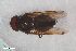  ( - ZFMK-TIS-2604404)  @11 [ ] CreativeCommons  Attribution Share-Alike (by-sa) 815 (2017) Unspecified Zoologisches Forschungsmuseum Alexander Koenig
