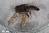  ( - ZFMK-TIS-2605872)  @11 [ ] CreativeCommons  Attribution Share-Alike (by-sa) 815 (2017) Unspecified Zoologisches Forschungsmuseum Alexander Koenig