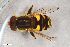  ( - ZFMK-TIS-2608545)  @11 [ ] CreativeCommons  Attribution Share-Alike (by-sa) 815 (2018) Unspecified Zoologisches Forschungsmuseum Alexander Koenig