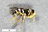  ( - ZFMK-TIS-2841)  @11 [ ] CreativeCommons  Attribution Share-Alike (by-sa) 815 (2012) Unspecified Zoologisches Forschungsmuseum Alexander Koenig