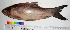  ( - LBYN02)  @13 [ ] CreativeCommons - Attribution Share-Alike (2012) Vikas Kalyankar Paul Hebert Centre for DNA Barcoding and Biodiversity Studies