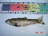  (Garra annandalei - PAND01)  @13 [ ] Unspecified (default): All Rights Reserved  Unspecified Unspecified