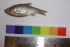  ( - BSGD01)  @12 [ ] CreativeCommons - Attribution Share-Alike (2012) Vikas Kalyankar Paul Hebert Centre for DNA Barcoding and Biodiversity Studies