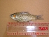  ( - PSSH01)  @12 [ ] Unspecified (default): All Rights Reserved  Unspecified Unspecified