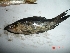  ( - LRND03.2)  @13 [ ] Unspecified (default): All Rights Reserved  Unspecified Unspecified