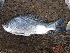  ( - CCSH07)  @13 [ ] Unspecified (default): All Rights Reserved  Unspecified Unspecified
