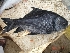  ( - CCPA01)  @13 [ ] Unspecified (default): All Rights Reserved  Unspecified Unspecified