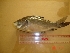  ( - CCPA07)  @12 [ ] Unspecified (default): All Rights Reserved  Unspecified Unspecified