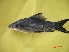  (Labeo calbasu - CYPO01)  @14 [ ] Unspecified (default): All Rights Reserved  Unspecified Unspecified