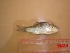  ( - CLND03)  @12 [ ] Unspecified (default): All Rights Reserved  Unspecified Unspecified