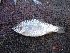  ( - CLPA01)  @12 [ ] Unspecified (default): All Rights Reserved  Unspecified Unspecified