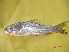  (Labeo bata - LDPO06)  @14 [ ] Unspecified (default): All Rights Reserved  Unspecified Unspecified