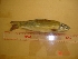  ( - CNPA07)  @12 [ ] Unspecified (default): All Rights Reserved  Unspecified Unspecified