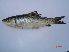 (Labeo rohita - GMRJ01)  @14 [ ] Unspecified (default): All Rights Reserved  Unspecified Unspecified