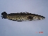 ( - MUPA04)  @13 [ ] Unspecified (default): All Rights Reserved  Unspecified Unspecified