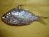  (Leiognathus brevirostris - RHYN03)  @13 [ ] Unspecified (default): All Rights Reserved  Unspecified Unspecified