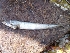  ( - SCYN03)  @11 [ ] Unspecified (default): All Rights Reserved  Unspecified Unspecified