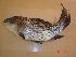  (Labeo fimbriatus - NBND01)  @14 [ ] Unspecified (default): All Rights Reserved  Unspecified Unspecified
