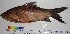  ( - LBYN01)  @13 [ ] CreativeCommons - Attribution Share-Alike (2012) Vikas Kalyankar Paul Hebert Centre for DNA Barcoding and Biodiversity Studies