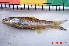  (Crossocheilus latius - PSGA01)  @13 [ ] CreativeCommons - Attribution Share-Alike (2012) Vikas Kalyankar Paul Hebert Centre for DNA Barcoding and Biodiversity Studies