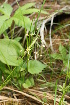  ( - ABSDA-50)  @11 [ ] No Rights Reserved  no no