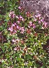  (Thymus japonicus - ABSDA-11)  @11 [ ] No Rights Reserved  no no