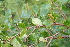  (Betula fruticosa - ABSDA-59)  @11 [ ] No Rights Reserved  no no
