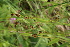  (Luzula pallescens - ABSDA-70)  @11 [ ] No Rights Reserved  NO NO