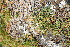  (Aconogonon ocreatum - ABSDA-73)  @11 [ ] No Rights Reserved  NO NO