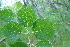  (Betula ermanii x Betula middendorffii - ABSDA-39)  @11 [ ] No Rights Reserved  no no