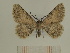  ( - BC SMNK Lep 00343)  @13 [ ] Copyright (2010) Axel Hausmann/Bavarian State Collection of Zoology (ZSM) SNSB, Zoologische Staatssammlung Muenchen