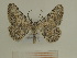  ( - BC SMNK Lep 00344)  @14 [ ] Copyright (2010) Axel Hausmann/Bavarian State Collection of Zoology (ZSM) SNSB, Zoologische Staatssammlung Muenchen