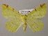  ( - BC ZSM Lep 12783)  @15 [ ] CreativeCommons - Attribution Non-Commercial Share-Alike (2010) Axel Hausmann/Bavarian State Collection of Zoology (ZSM) SNSB, Zoologische Staatssammlung Muenchen