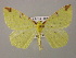  ( - BC ZSM Lep 12784)  @14 [ ] CreativeCommons - Attribution Non-Commercial Share-Alike (2010) Axel Hausmann/Bavarian State Collection of Zoology (ZSM) SNSB, Zoologische Staatssammlung Muenchen
