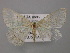  ( - BC ZSM Lep 12790)  @13 [ ] CreativeCommons - Attribution Non-Commercial Share-Alike (2010) Axel Hausmann/Bavarian State Collection of Zoology (ZSM) SNSB, Zoologische Staatssammlung Muenchen