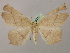  ( - BC ZSM Lep 12792)  @14 [ ] CreativeCommons - Attribution Non-Commercial Share-Alike (2010) Axel Hausmann/Bavarian State Collection of Zoology (ZSM) SNSB, Zoologische Staatssammlung Muenchen