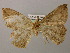  ( - BC ZSM Lep 12805)  @13 [ ] CreativeCommons - Attribution Non-Commercial Share-Alike (2010) Axel Hausmann/Bavarian State Collection of Zoology (ZSM) SNSB, Zoologische Staatssammlung Muenchen