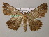 ( - BC ZSM Lep 12807)  @13 [ ] CreativeCommons - Attribution Non-Commercial Share-Alike (2010) Axel Hausmann/Bavarian State Collection of Zoology (ZSM) SNSB, Zoologische Staatssammlung Muenchen